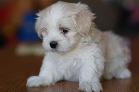 I think I definitely have the cutest puppy ever. :) | Cutest puppy ever, Cute puppies, Cute animals