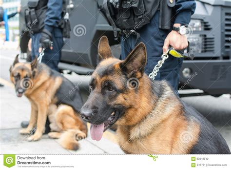 Why Are Most Police Dogs German Shepherds