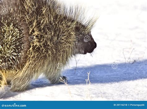 Porcupine In Winter Stock Photo Image Of Wildlife Alone 20116218