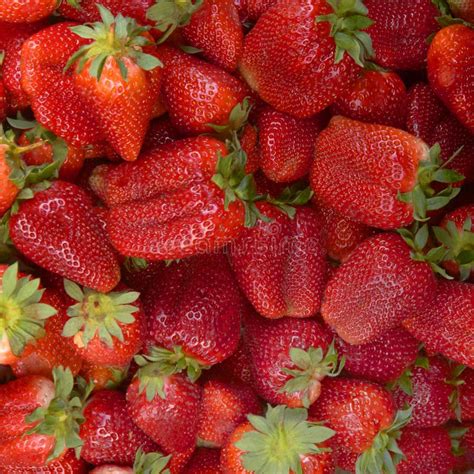 Lots Of Strawberries Stock Image Image Of Strawberry 1437171