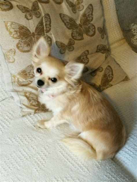 33 Long Haired Female Chihuahua Puppies For Sale Image