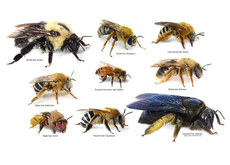 Mason Bee Bee Identification Chart