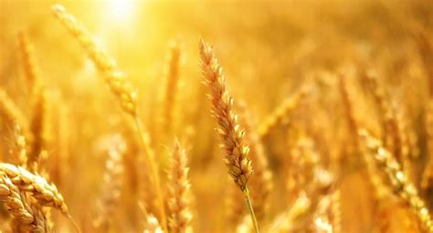 More Than 18 Million Tons Of Grain Are Planned To Be Harvested In 2022