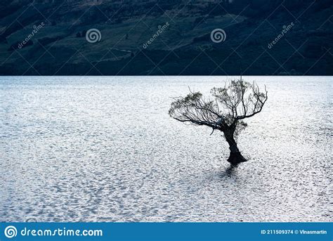 Willow Tree In Lake Wakatipu Glenorchy New Zealand Stock Photo