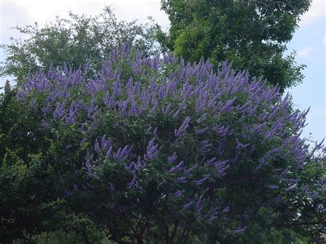 Check out this video of the blue trees have been a big hit wherever they've appeared. PLANTanswers: Plant Answers > Texas Lilac Vitex * The Next ...