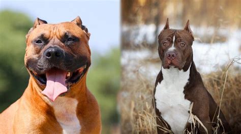 American Staffordshire Terrier Vs American Pitbull Terrier Whats The