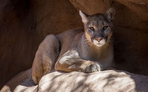 Cougar Animal Wallpapers 4k Hd Cougar Animal Backgrounds On Wallpaperbat