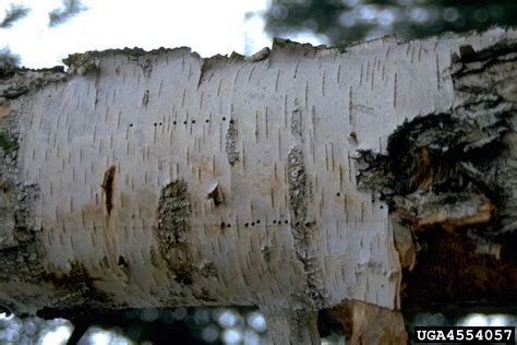 Birch Bark Beetle Scolytus Ratzeburgi