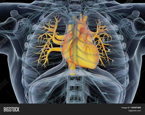 The ribcage then easily meets at the mid sternum where it was opened. Human Heart Rib Cage, Image & Photo (Free Trial) | Bigstock
