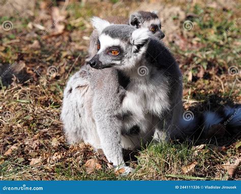 Group Of Females Ring Tailed Lemur Lemur Catta Playing With Cub Stock