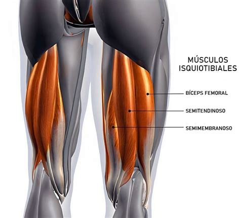 Cómo Prevenir El Dolor De Isquiotibiales Al Andar En Bicicleta