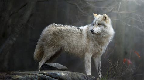 White Black Wolf Is Standing On Rock In Dark Forest Background Hd Wolf