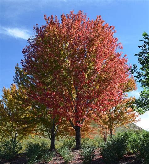 Acer X Freemanii Autumn Blaze Boething Treeland Farms