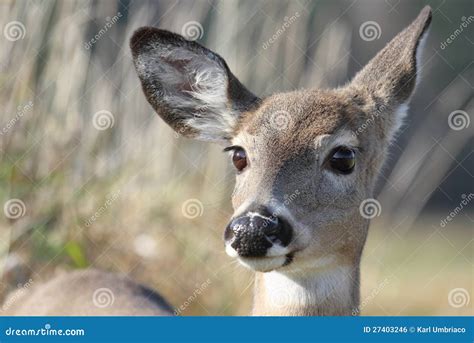 Face Of Female Deer Royalty Free Stock Image Image 27403246