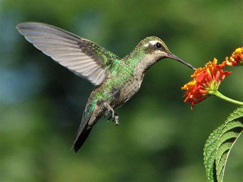 The feather light bird is a favorite of many people. Hummingbirds in Flight ~ Kuriositas
