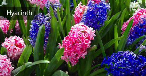 Jul 19, 2014 · at planting time you can add special spring bulb fertiliser or old manures to your existing soil. Hyacinth Care: Growing Bulbs Indoor & Outdoors