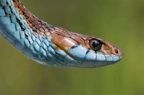 Sf Garter Snake