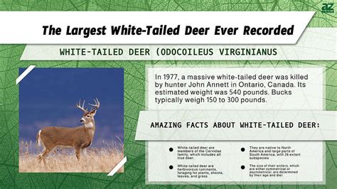 Discover The Largest Whitetail Deer Ever Recorded A Z Animals