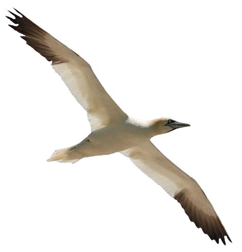 Burung berkicau terbang ikon ikon gratis download gratis. 300+ Gambar Burung Terbang Format Png Paling Baru - Gambar ID