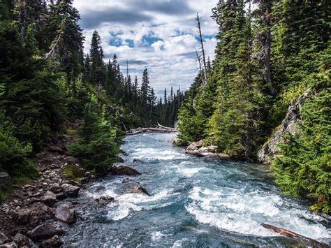 River streams along perennial trees free image download