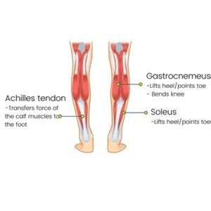 Quest Fitness | Calf Muscles 101: What You Need to Know
