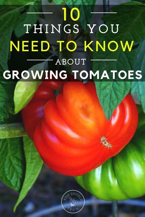 This Is Such Great Info About Tomatoes Growing Tomato Plants