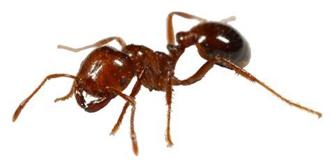 Florida Ants Explore Florida Ants