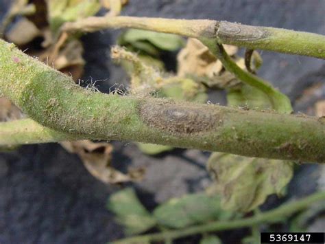 Early Blight Alternaria Solani On Tomato Lycopersicon Esculentum