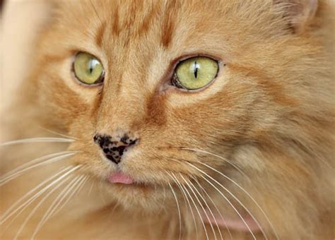 31 Hq Images Black Spots On Cats Gums Cat Freckles Why Kitties Get Them And What It Means Cole