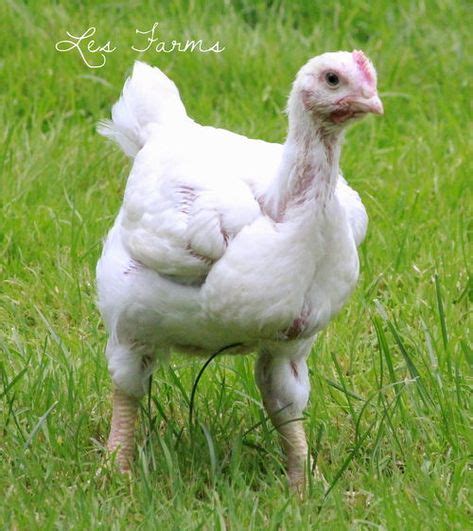 Free Range Cornish Cross Chickens You Can Raise Them On Pasture Raising Meat Chickens
