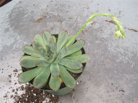 4 where to plant cactus? Hope Springs Eternal with Tough Cacti and Succulents
