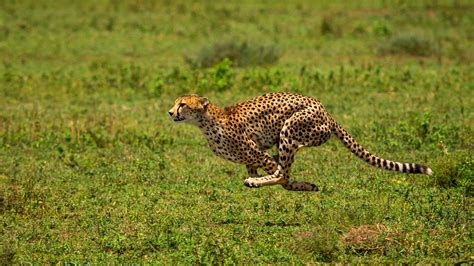 Running Cheetah In The Wild Hd Wallpaper Download