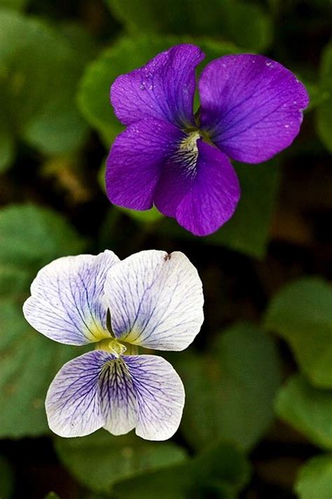 Sweet and lovely, innocence, pure love, faithfulness. 7 Common Flowers and Their Meanings ... Gardening