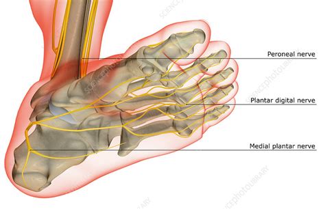 The Nerves Of The Foot Stock Image F Science Photo Library