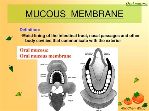 Ppt Oral Mucosa Powerpoint Presentation Free Download Id884517