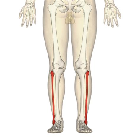 Generally, the tibia is also known as the shinbone, while fibula is also known as the calf bone. Fibula - Wikiwand
