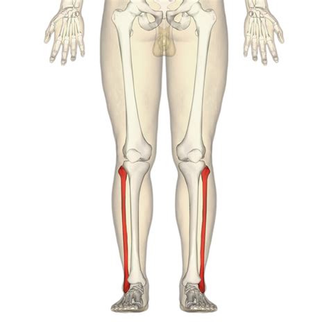 With timely and proper treatment, a broken. Fibula - Wikiwand