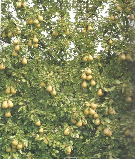 Conference Pear Trees For Sale Trees Direct