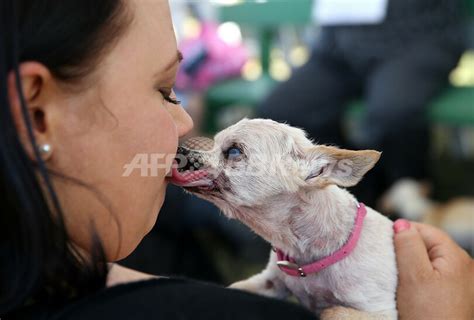 「世界一醜い犬コンテスト」、米カリフォルニアで開催 写真45枚 国際ニュース：afpbb News
