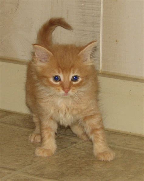 A certain glamour orangie will tell you that she put on the head scarf because she was going for and yes he's really a boy. Parhelion (DMH orange tabby female) Adopted - Cat & Kitten ...