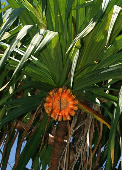Pandanus Tectorius Hala Tahitian Screwpine Pu Hala Screw Pine
