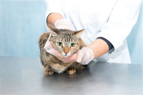 A Cat Examined By A Doctor In A Veterinary Clinic Vererinar In Latex