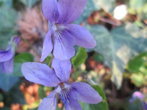 I fiori bianchi simboleggiano da sempre la purezza: Raccontare un paese: Fiori spontanei: violette | Fiori