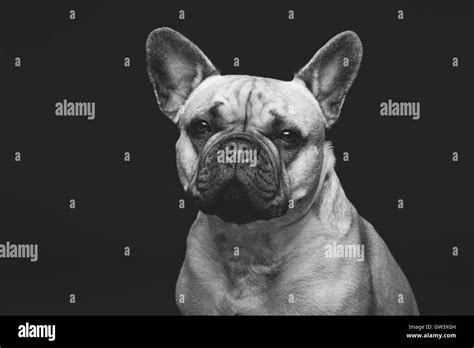 Beautiful French Bulldog Dog Stock Photo Alamy