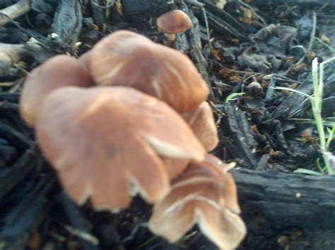 Mushroom Id Houston Pictures Mushroom Hunting And Identification