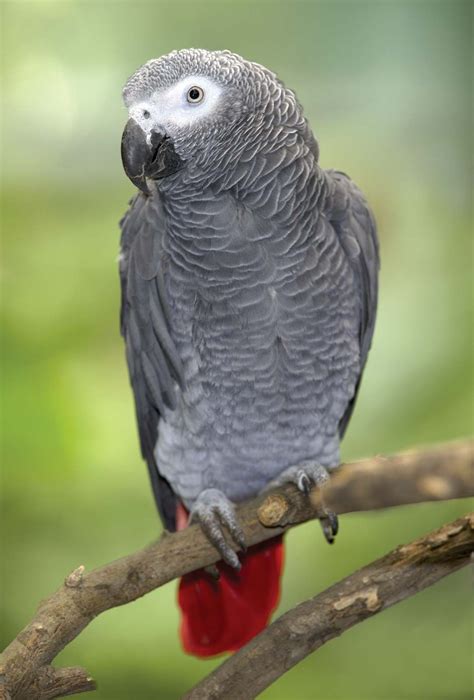 African Grey Parrot Breeding