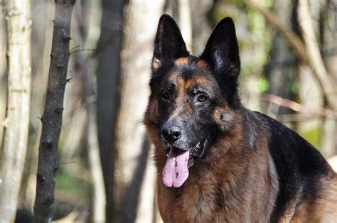1000 Free German Shepherd And Dog Images Pixabay