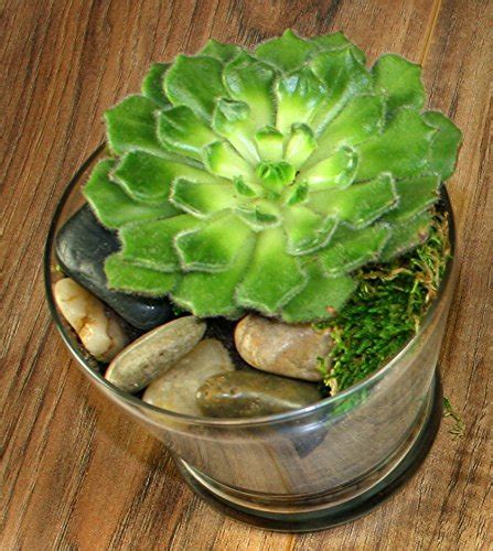 One of the biggest selling points of a cactus is that it's a relatively low maintenance houseplant. Complete Terrarium Kit: Succulent Planter with Soil and ...