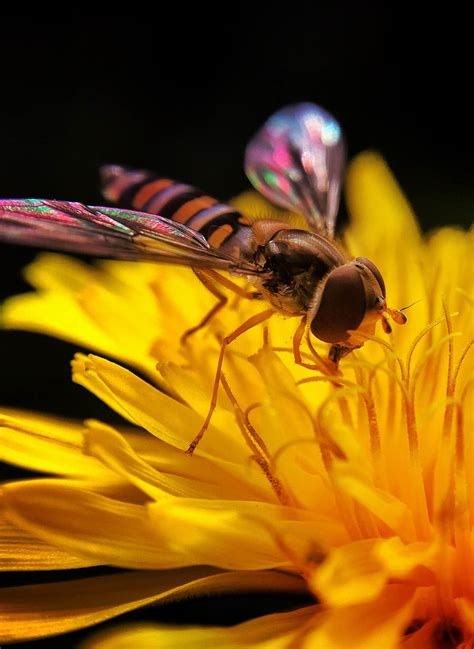 8 Tips For Incredible Insect Macro Photography On Iphone