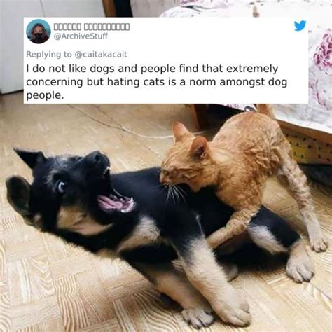 40 Funny “dog People Vs Cat People” Tweets That Make Us Laugh